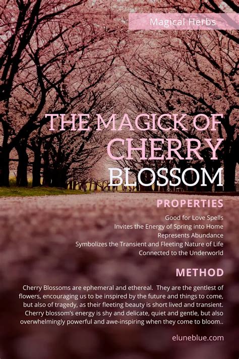 Magical cherry blossom tree